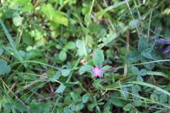 Dianthus deltoides deltoides