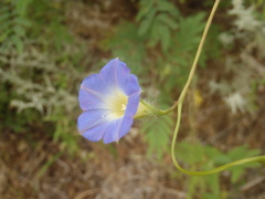 Ipomoea barbatisepala