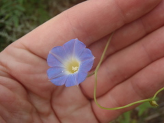 Ipomoea barbatisepala