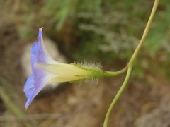 Ipomoea barbatisepala
