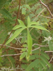 Ipomoea barbatisepala