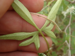 Ipomoea barbatisepala
