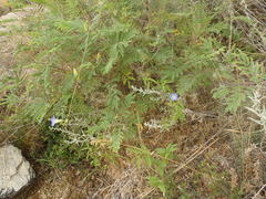 Ipomoea barbatisepala