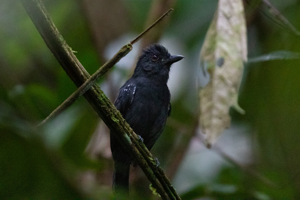 White-shouldered Antshrike (Thamnophilus aethiops) photo