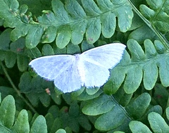 Lomographa vestaliata