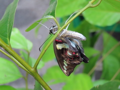 Graphium doson postianus