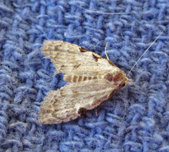 Nola triquetrana