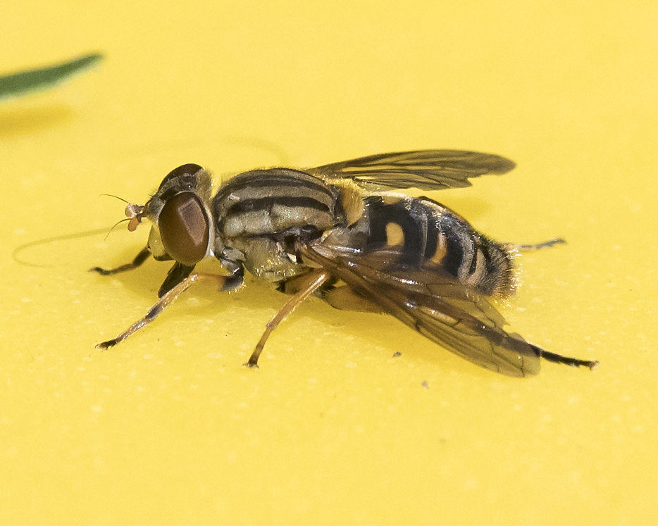 Yellow-legged Bog Fly