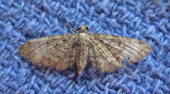 Eupithecia jejunata