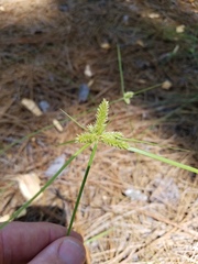 Cyperus aggregatus