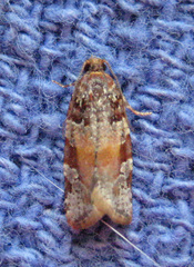 Argyrotaenia kimballi