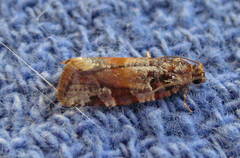 Argyrotaenia kimballi