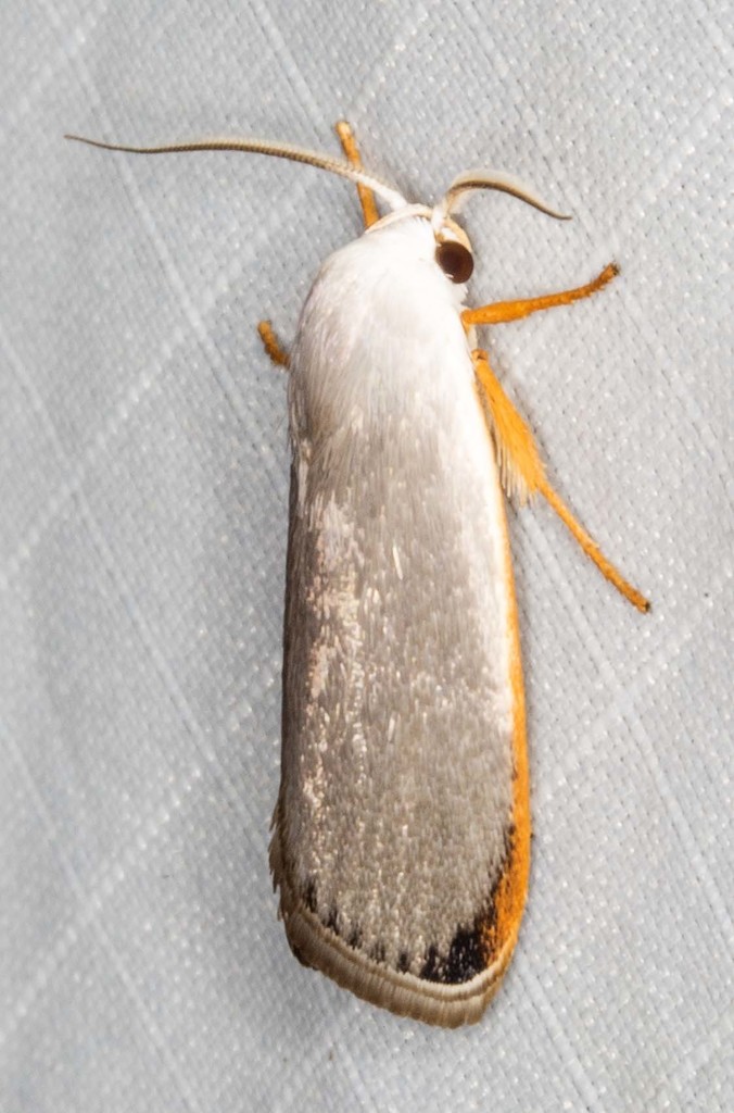 Xylorycta flavicosta