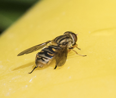 Parhelophilus divisus