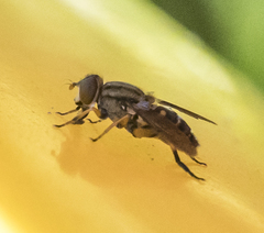 Parhelophilus divisus