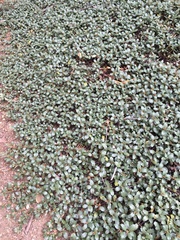 Ceanothus prostratus