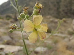 Anoda abutiloides