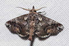 Paectes abrostolella