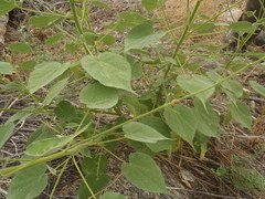 Anoda abutiloides