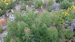 Delphinium valens