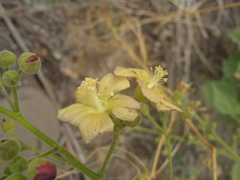 Anoda abutiloides