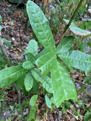 Acridocarpus natalitius natalitius