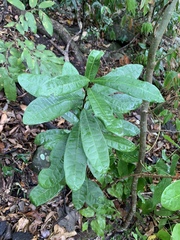 Acridocarpus natalitius natalitius