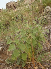 Anoda abutiloides
