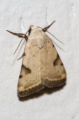 Micrathetis costiplaga
