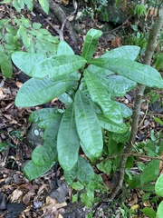 Acridocarpus natalitius natalitius