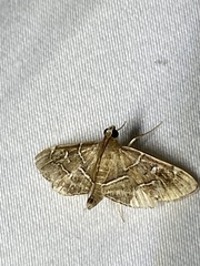 Hydririni
