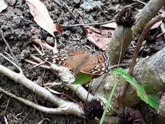 Junonia erigone