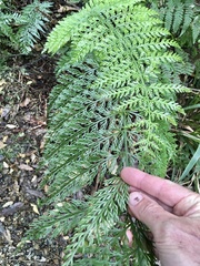 Asplenium × lucrosum