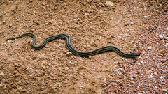 Thamnophis sirtalis annectens