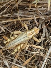 Aeoloplides californicus