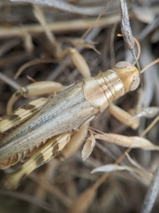 Aeoloplides californicus