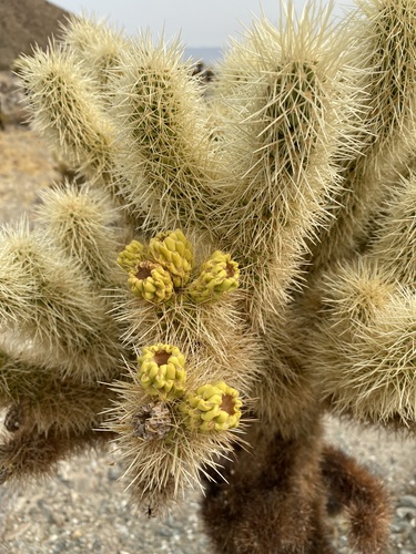 iNaturalist observation photo of Teddybear Cholla