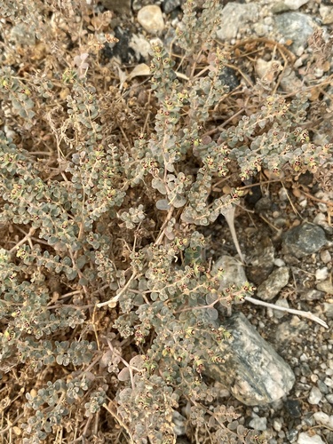 iNaturalist observation photo of smallseed sandmat
