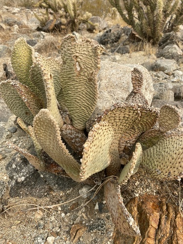 iNaturalist observation photo of Beavertail Pricklypear