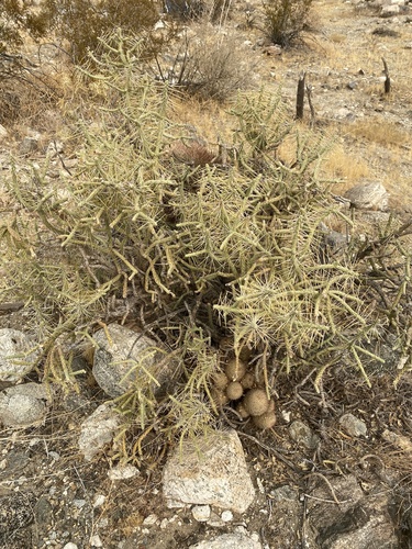 iNaturalist observation photo of Branched Pencil Cholla