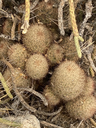 iNaturalist observation photo of Peninsular fishhook cactus