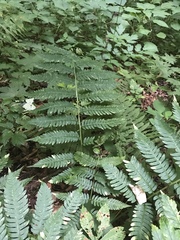 Dryopteris goldieana, photograph Alan Weakley, CC0, iNaturalist via GBIF
