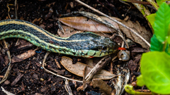 Thamnophis sirtalis annectens
