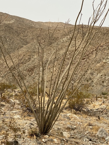 iNaturalist observation photo of ocotillo