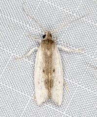 Xylorycta haplochroa