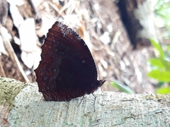 Elymnias hypermnestra hypermnestra