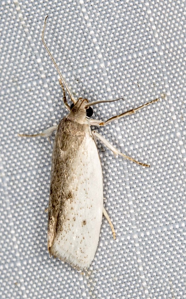 Xylorycta haplochroa