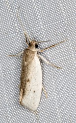 Xylorycta haplochroa