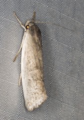 Xylorycta haplochroa