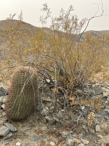 iNaturalist observation photo of Creosote Bush